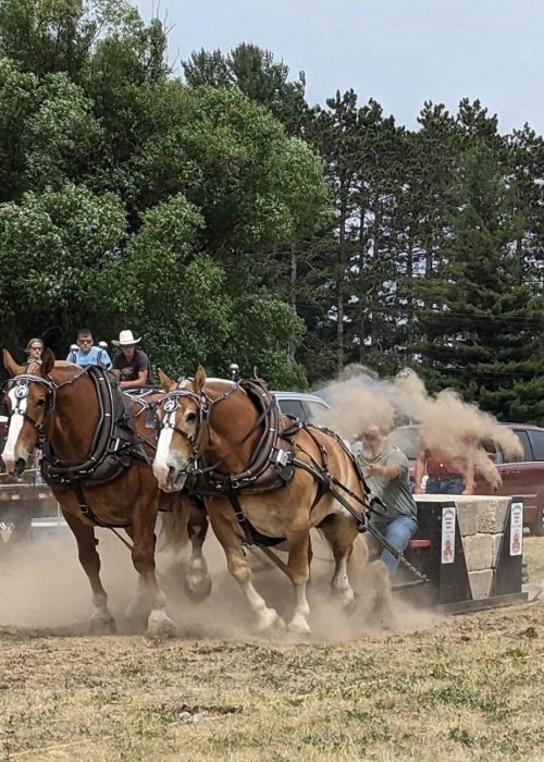 Draft horses pulling sled